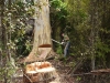 Portable Sawmilling and Logging Services